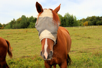 Horses graze in the meadow