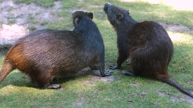 Two Desmarest's Hutias Sniffing Around In The Garden. close up