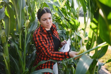 woman farmer in a field of corn cobs