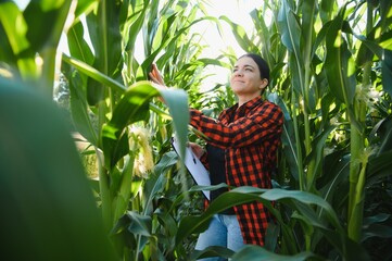 Agronomist farmer woman in corn field. female farm worker analyzing crop development.