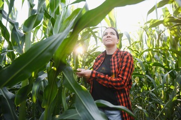 Agronomist farmer woman in corn field. female farm worker analyzing crop development.