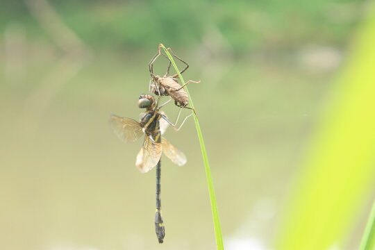 A Dragonfly That Just Came Out Of Its Egg