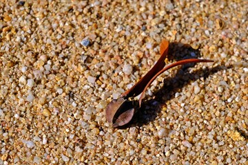 Flying seed of Yang (Dipterocarpus alatus Roxb.ex. G.Don., Dipterocarpaceae) on the pebble.