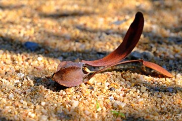 Flying seed of Yang (Dipterocarpus alatus Roxb.ex. G.Don., Dipterocarpaceae) on the pebble.