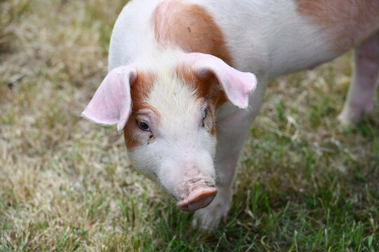Schweinezucht, Ferkel im Gras