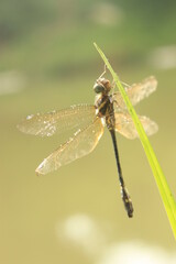 dragonfly perched on a weed leaf on a green background