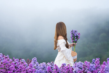 Women Travel enjoying with blooming purple margaret flower field in Asia Thailand.Travel lifestyle