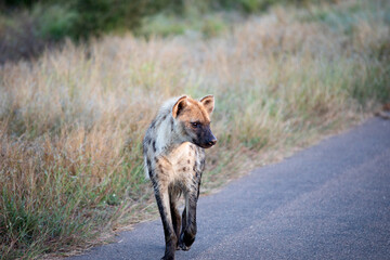 The hyena is a carnivorous mammal that lives in the African savannah of South Africa, this animal is very dangerous and is difficult to see on safari.