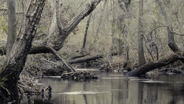 Creek running through Bladen Lake State Forest, in winter, creating a mysterious, eeries feel among the barren trees and cold water.