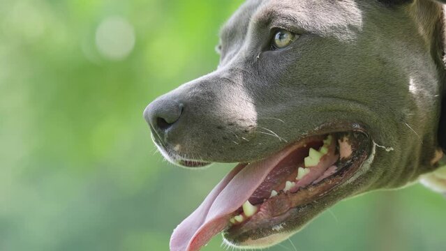 Gray Pit Bull With Hazel Eyes Panting And Drooling In Slow Motion