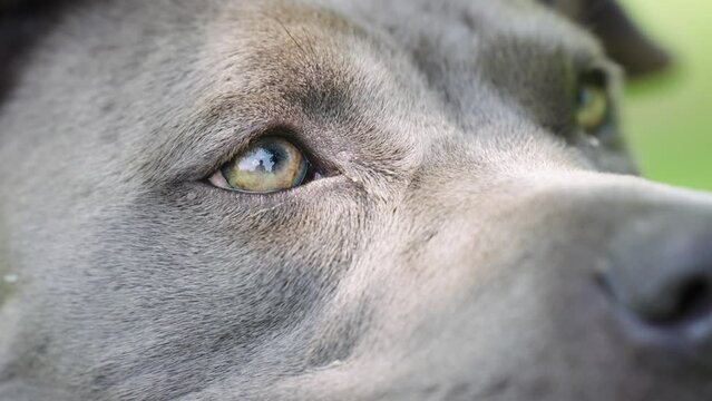 Close up of gray dog with sharp hazel eyes looking off camera in slow motion