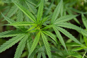 Marijuana leaves plants in nature background.  