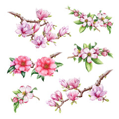 Blooming spring tree branches. Watercolor illustration. Hand drawn magnolia, apple, camellia branches with spring flowers. Spring blooming twig elements. White background