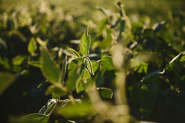 Dramatic landscape at sunset. Soybean lit by sunrays. Selective focus on detail.