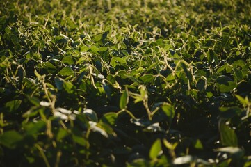 Soy field and soy plants in early morning light. Soy agriculture