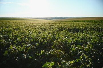 Soy field and soy plants in early morning light. Soy agriculture