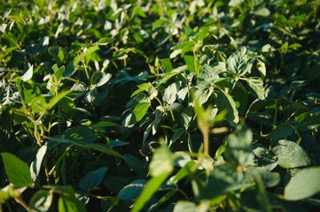 Soy field in early morning. Soy agriculture.