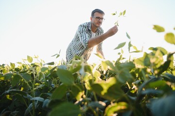 Young agronomist in the soy field and examining crops before harvesting. Agribusiness concept. agricultural engineer standing in a soy field.