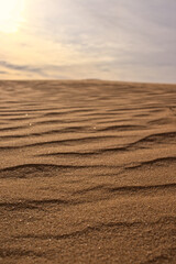 Close up of desert