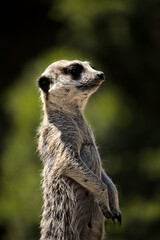 Meerkat standing up