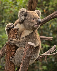 Koala on a branch