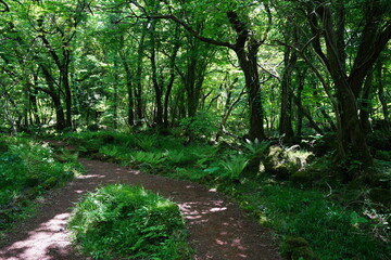 wild spring forest with path