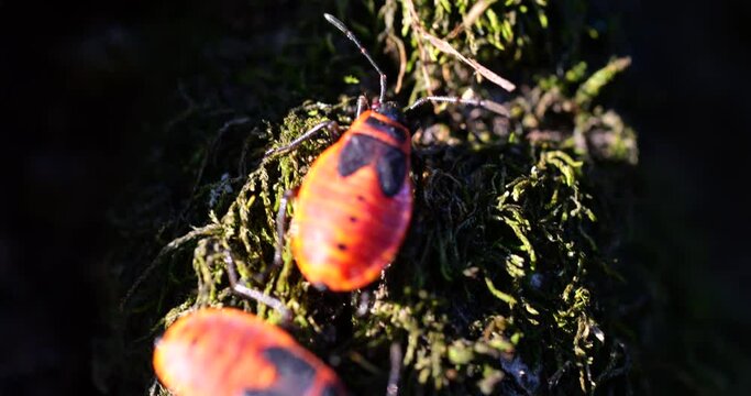 The firebug, Pyrrhocoris apterus, is a common insect of the family Pyrrhocoridae.They can often be found in groups near the base of lime tree trunks, on the sunny side. Shooting macro.