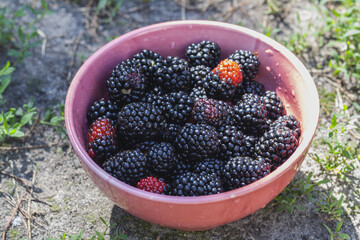Blackberry berries close-up in a pink plate
