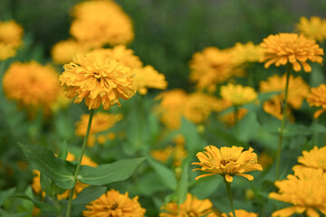 zinnia elegans, yellow zinnia flowers in the garden