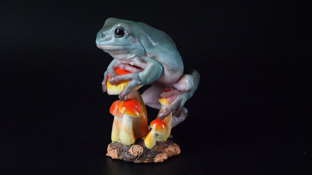 キノコの置物の上に登るイエアメガエル