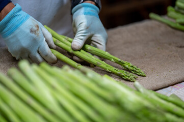 アスパラガス