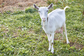 A rural dairy white goat grazes in a meadow.