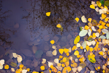 Fallen yellow autumn leaves, traces of rain drops and reflection of trees in a puddle in the city of Voronezh, Russia