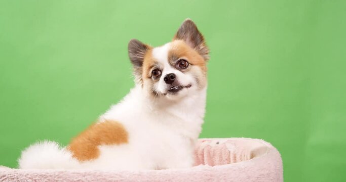 Close up video of a little, amusing, and energetic tiny fawn and white colored dog, puppy, sitting on a pink cotton rug against a green background.