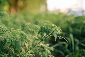 Ragweed, allergy causing grass. Ragweed bushes. Ambrosia artemisiifolia causing. Selective soft focus