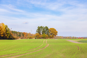 Field with autumn sown in the country