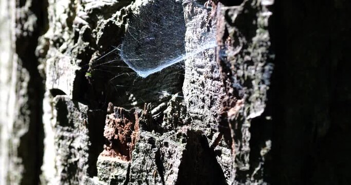 Well-lit by the sun, a dense spider silk on a tree trunk.