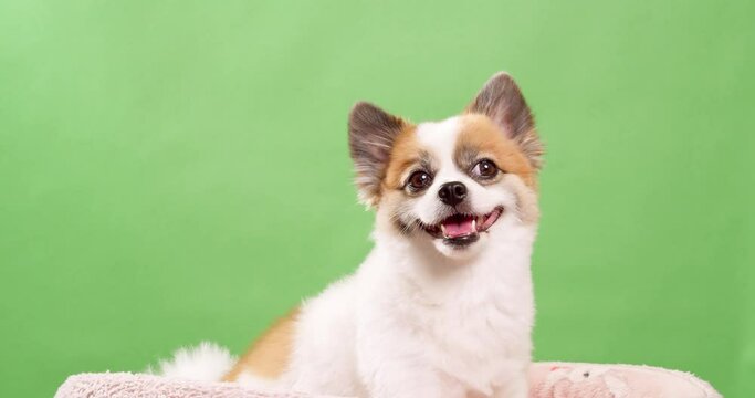 Video of a little, lively, and happy mini fawn and white colored dog, puppy, sitting on a pink rug and a green wall in the back