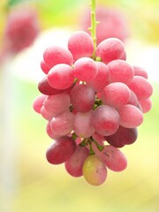 赤く熟した美味しいぶどう