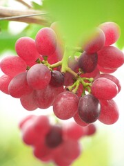 赤く熟した美味しいぶどう