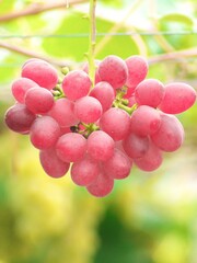 赤く熟した美味しいぶどう