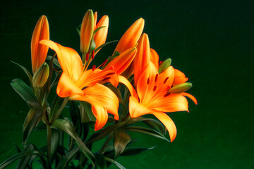 Stunning orange color lily bouquet. Beautiful fine art still life image of flowers with high saturated color and dark green background.