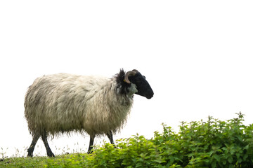 Wool sheep on top of a hill, bright background. Farming and agriculture industry background.