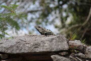 iguana on the rock