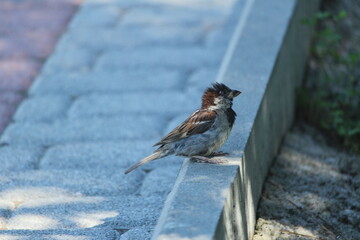 a sparrow on the side of the road
