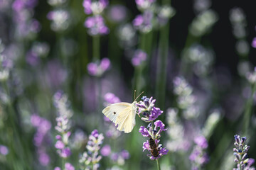 Pieris butterfly on lavender flower and natural background.