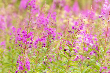 flowers of Fireweed, Chamaenerion angostifolium on a sunny summer day