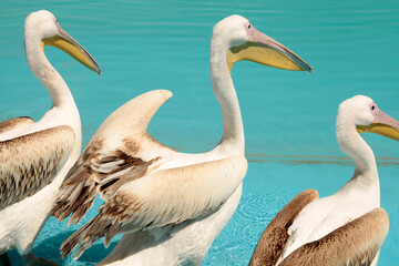 pelican birds swimming in the pool