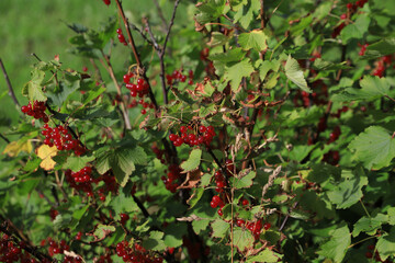 Fresh red currants on the bush