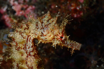 Fototapeta na wymiar beautiful seahorse in its marine environment at the bottom of the sea